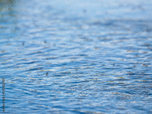 春の川　水の流れに集まる羽虫 photo