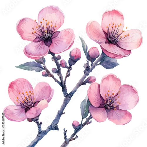 Almond Blossom branch, watercolor illustration, isolated on a white background.

