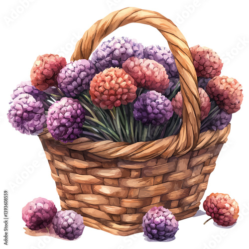 Allium bouquet in a basket, watercolor illustration, isolated on a white background.

