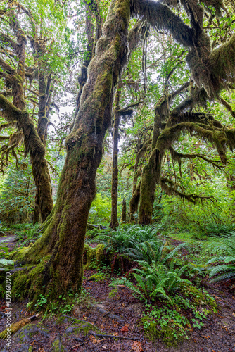 Obraz na płótnie Hoh Rain Forest in Olympic National Park, WA w salonie