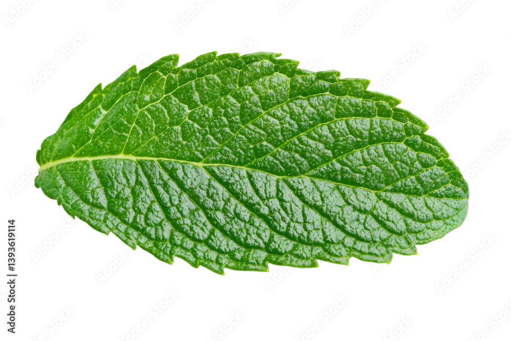 Fototapeta premium Leaf of mint is shown in its natural form, isolated