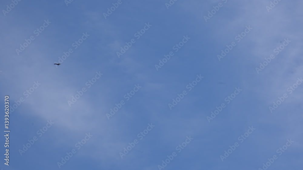 Silhouette of gorgeous eagle flies soaring across blue sky. Wilderness Silhouette of gorgeous eagle flies soaring across blue sky. Wilderness