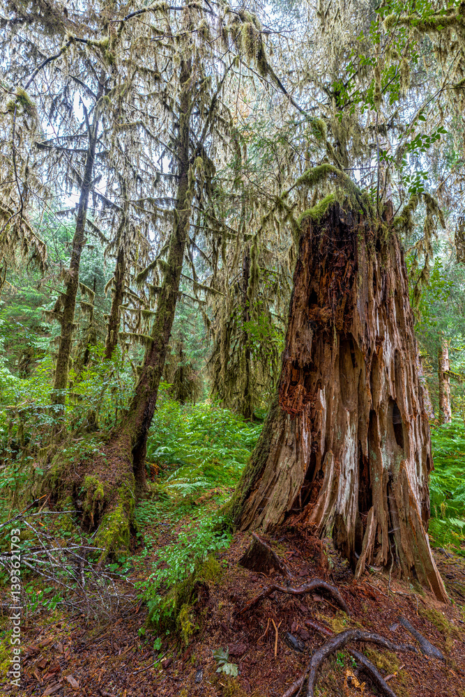 Hoh Rain Forest in Olympic National Park, WA