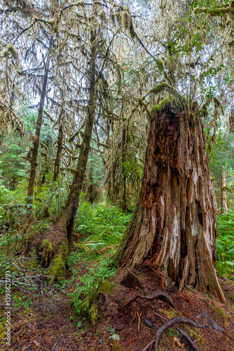 Obraz na płótnie Hoh Rain Forest in Olympic National Park, WA w salonie
