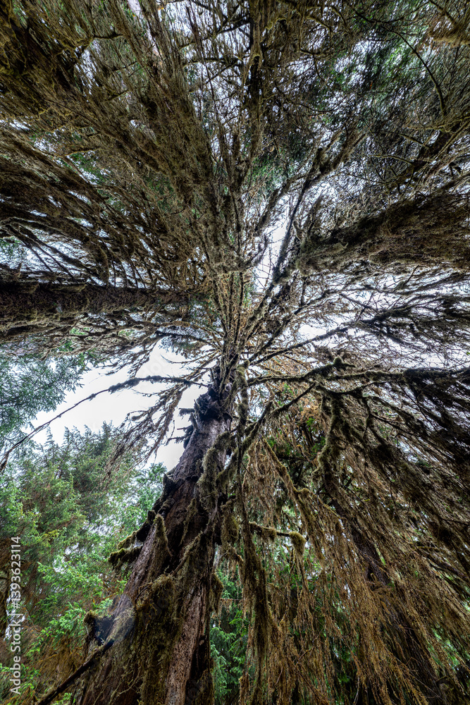 Hoh Rain Forest in Olympic National Park, WA
