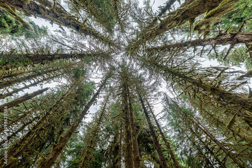 Hoh Rain Forest in Olympic National Park, WA