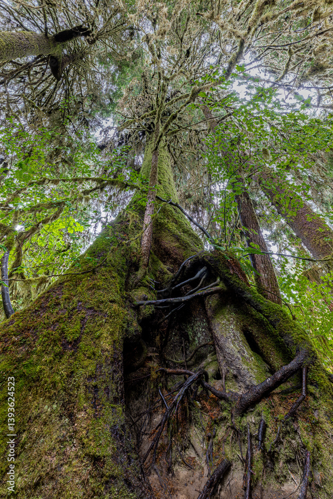 Hoh Rain Forest in Olympic National Park, WA