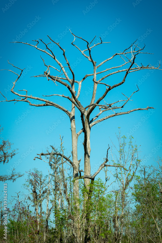 Fototapeta premium dead tree on blue sky