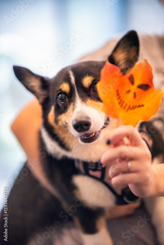 A person holding a colorful autumn leaf with a Halloween face next to an adorable Pembroke Welsh corgi dog. Fall foliage seasonal pet image 