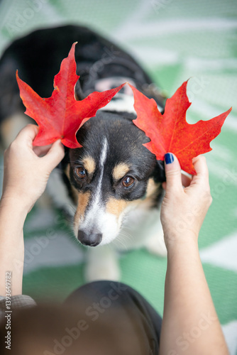 A person holding colorful autumn leaves next to an adorable Pembroke Welsh corgi dog. Fall foliage seasonal pet image 