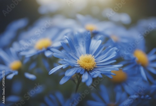 blue close aster petals flower daisy nubes honed floral fresh beauty gardening anniversary macro birthday beautiful asti gift detail orange cleanliness background bloom clean pistil nature blossom