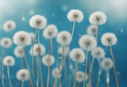 blue background dandelions white meadow flying seed green summer season wide blow blowing nature blowball plant offspring flower floral closeup growth blossom beautiful spring wind design broad field