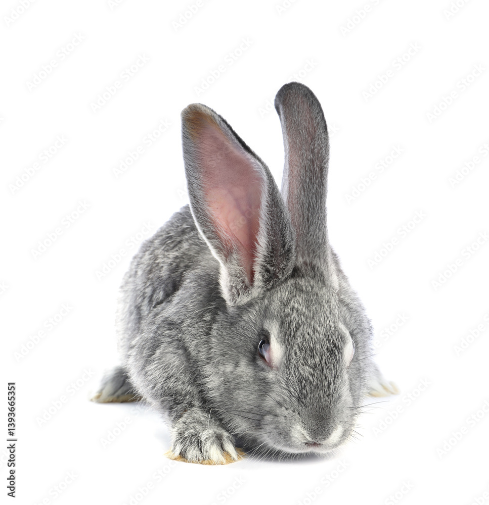Fluffy grey rabbit on white background. Cute pet Fluffy grey rabbit on white background. Cute pet