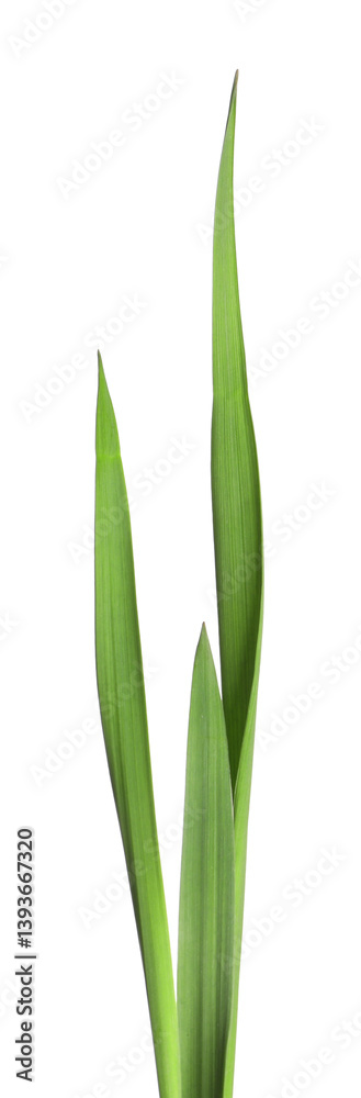 Blades of green grass isolated on white Blades of green grass isolated on white