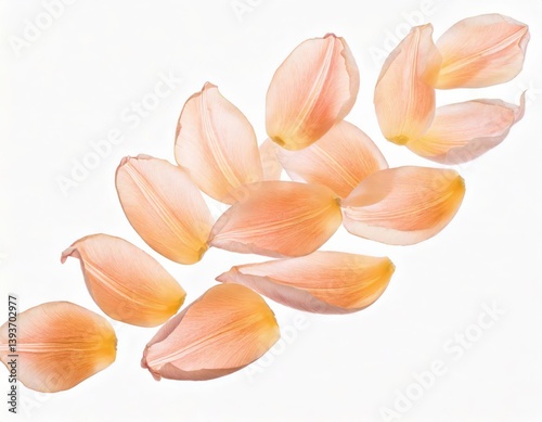  Pastel tulip petals fly in a semicircle, on an isolated white background 