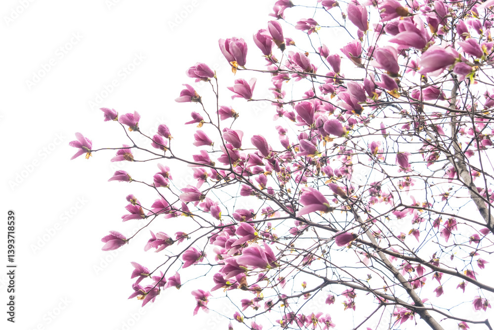 magnolia with dew drops isolated on white background magnolia with dew drops isolated on white background