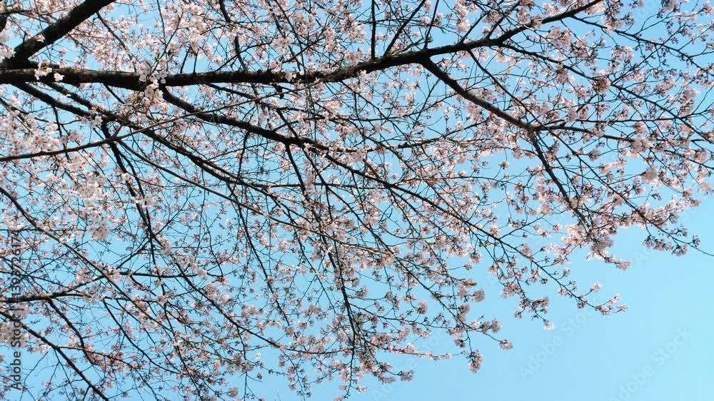 Cherry blossoms blooming in spring sway in the wind
Cherry blossoms blooming in spring sway in the wind