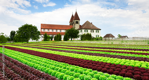Salatfeld auf der Reichenau