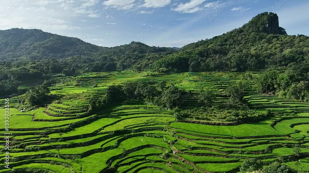 Top view video from drone image of terraced rice fields looking lush and green on a beautiful mountain slope