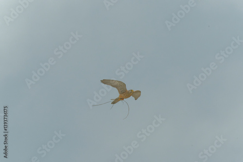 A kestrel caught a lizard