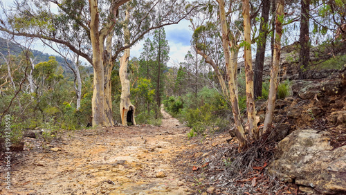 Australian bush track