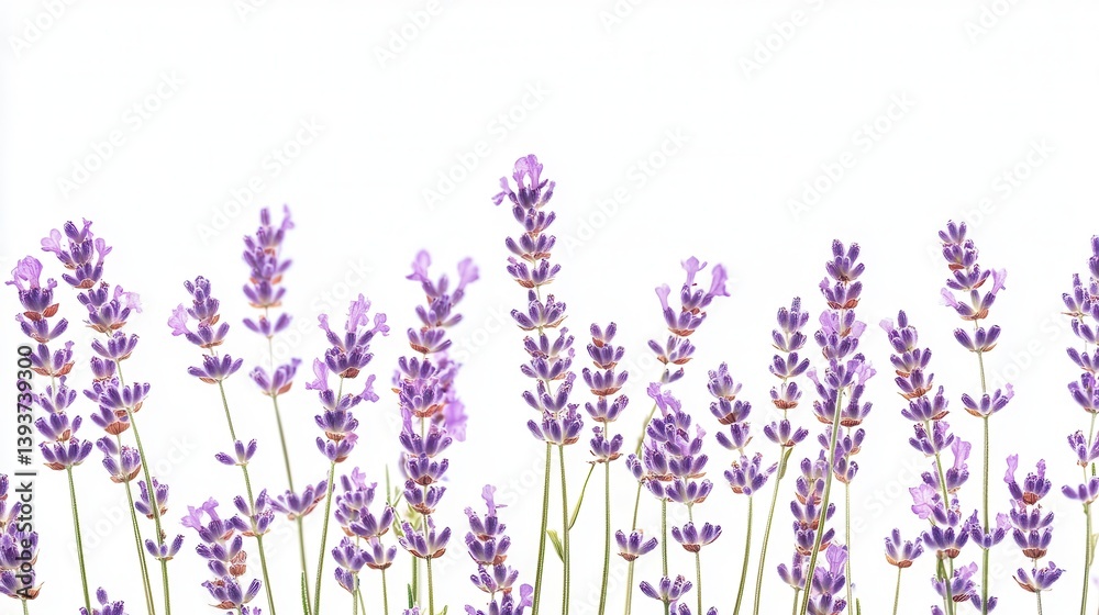 Naklejka premium Lavender flowers border on white background. (1)