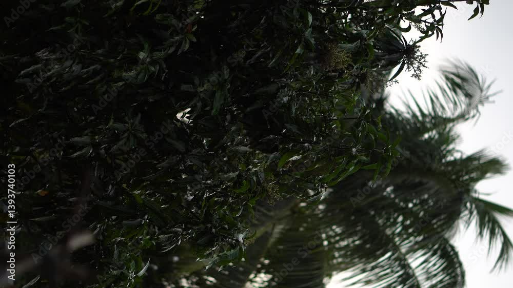 video clip of stormy monsoon season during evening time with trees in motion in India
