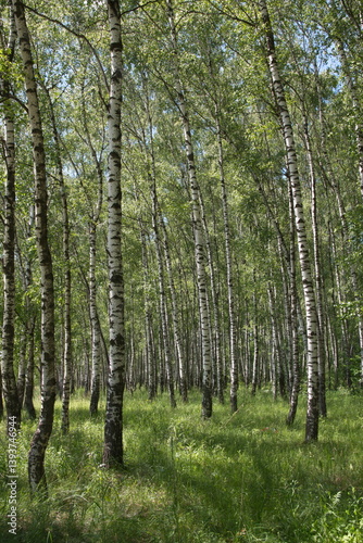 Russian forest, Betula papyrifera, Silver birch forest, Betula pendula,  warty birch, European white birch, East Asian white birch