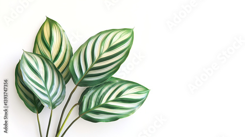 Close up shot of green and white striped calathea leaves on a white background in studio lighting.