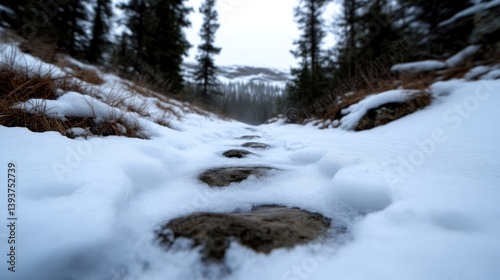 Winter trail through snowy woods.  A pathway of rocks covered in snow leads into a pine forest