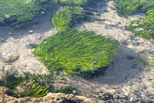 Photos green seagrass under shallow water