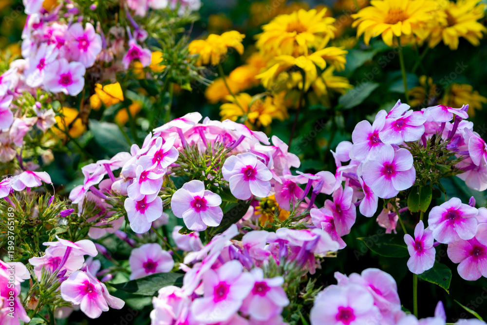 Blooming pink phlox in the summer garden. Long-term high phloxes Blooming pink phlox in the summer garden. Long-term high phloxes
