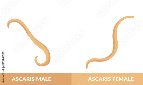 Ascaris Male and Female Worm Vector Illustration