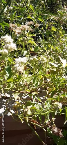 Wildlife, calming nature with a fluttering butterfly.