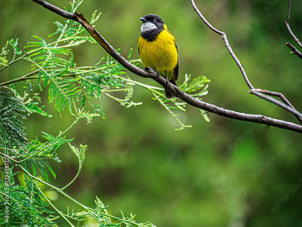Australian Golden Whistler Pretty Yellow Australian Golden Whistler Pretty Yellow