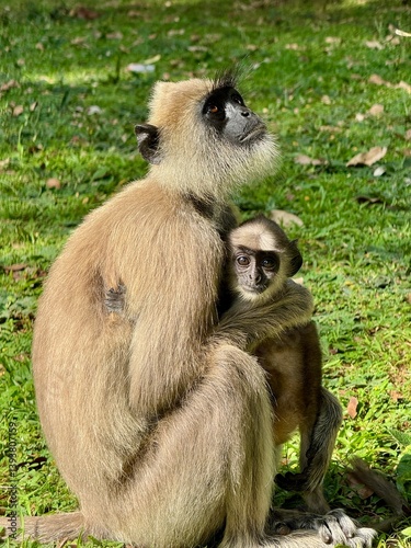 mother and baby lengur sitting in lush green grass field