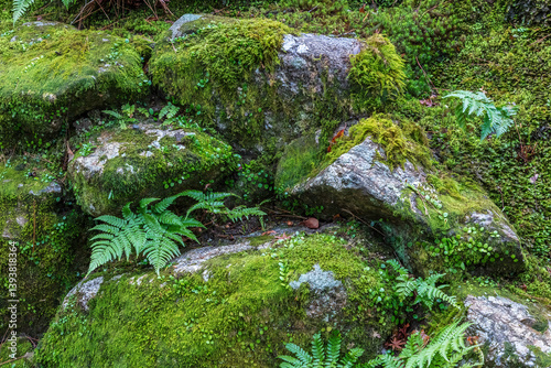Ferns and Japanese moss growing on boulders in Yoshikien Garden in Nara, Japan.
