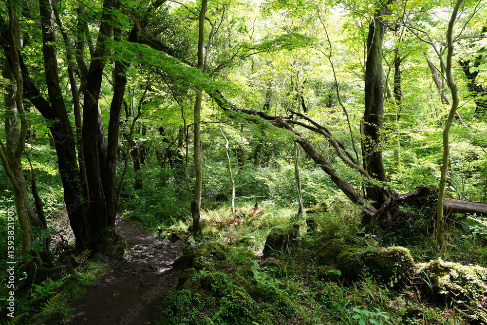 Obraz premium fine path in the mild sunlight