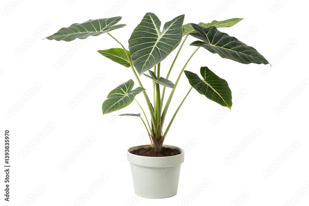 Alocasia Plant in White Pot