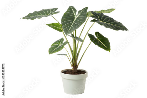 Obraz na płótnie Alocasia Plant in White Pot w salonie