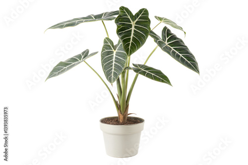 Alocasia sanderiana in a white pot