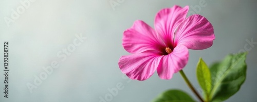 Single pink flower, vibrant hue, against pure white, pink, image