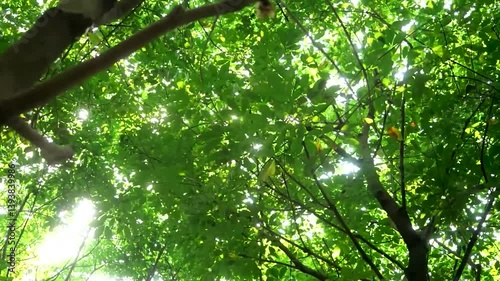 View from beneath a tree, looking up at sunlight streaming through dense green leaves and branches, capturing forest tranquility.
