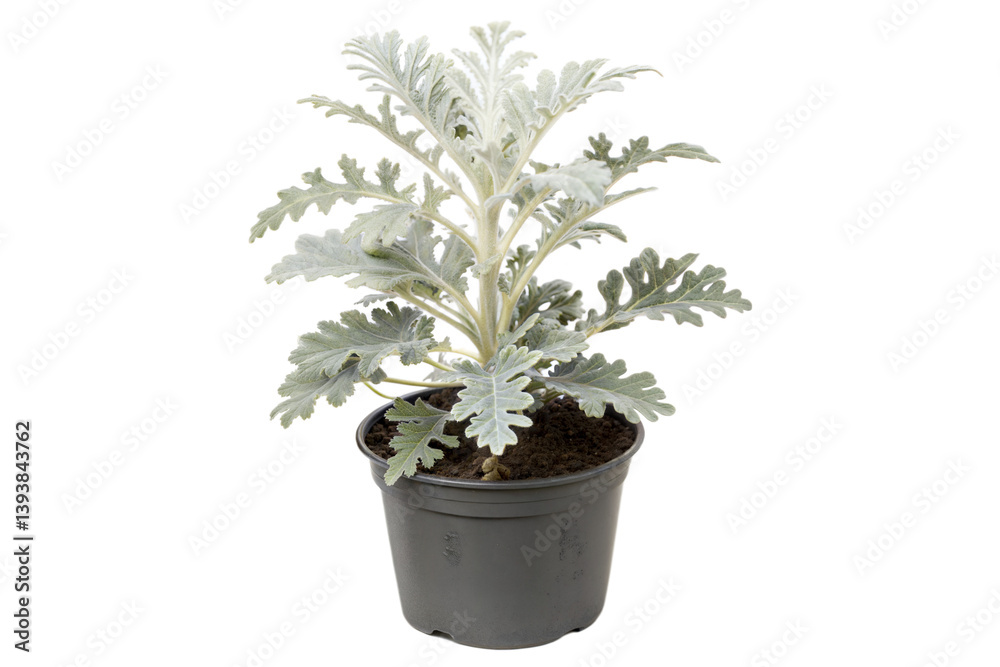 Fototapeta premium Dusty Miller Plant in Pot