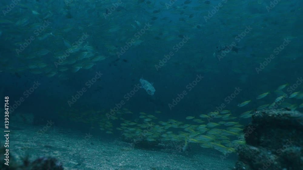 A pufferfish swims out of a school of yellow grouper fish in clear waters