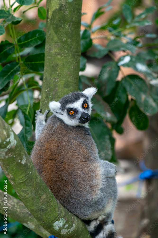 Obraz premium Ring-tailed lemur sitting on a tree branch, looking at the camera.