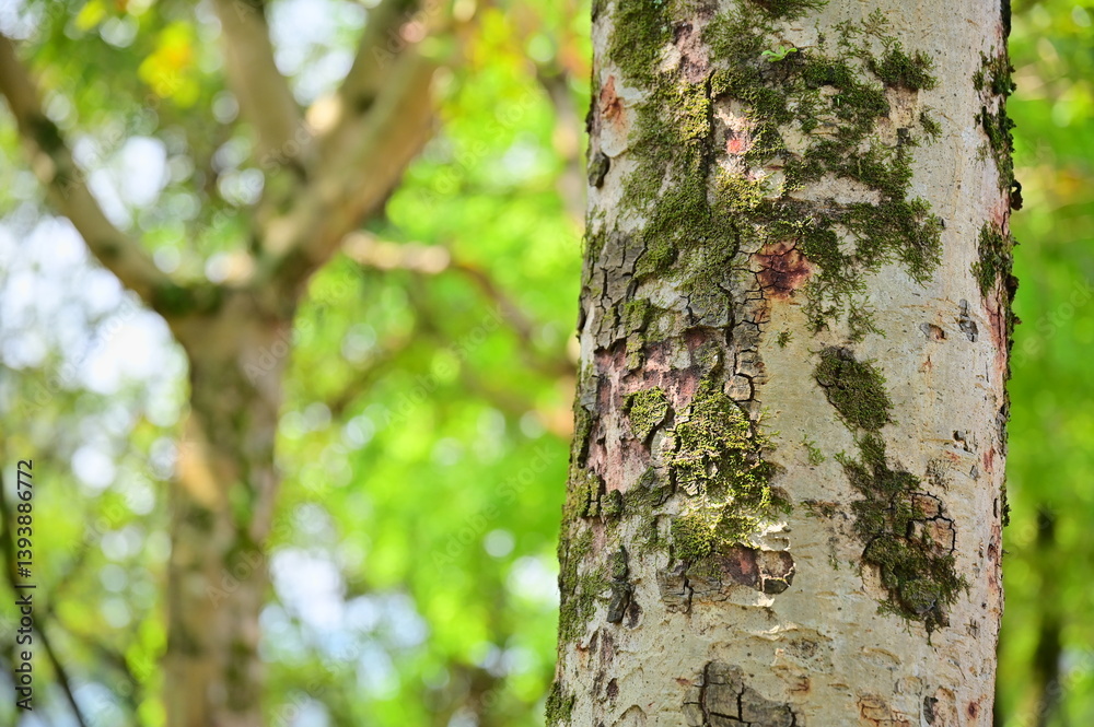 In a sunlit park during early spring, a close-up captures a tree trunk adorned with moss, its texture gently illuminated by the soft seasonal light.