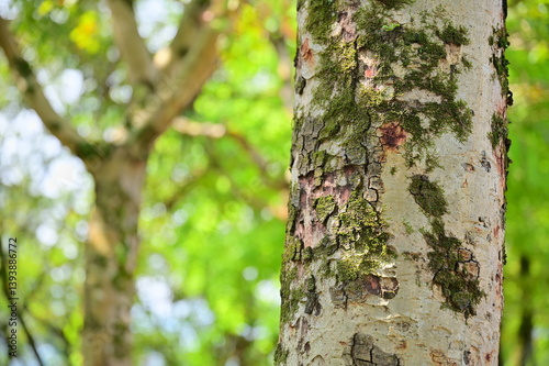 In a sunlit park during early spring, a close-up captures a tree trunk adorned with moss, its texture gently illuminated by the soft seasonal light.