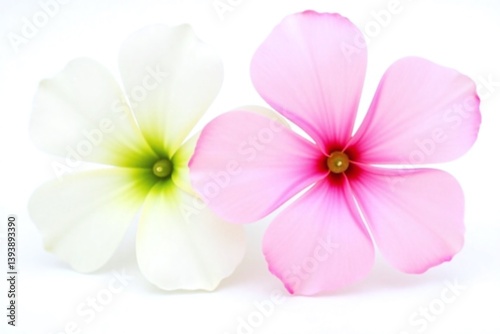 couple of white and pink flowers sitting next to each other