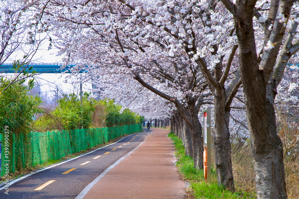 Cyclists under cherry blossoms on Taehwagang path Cyclists under cherry blossoms on Taehwagang path